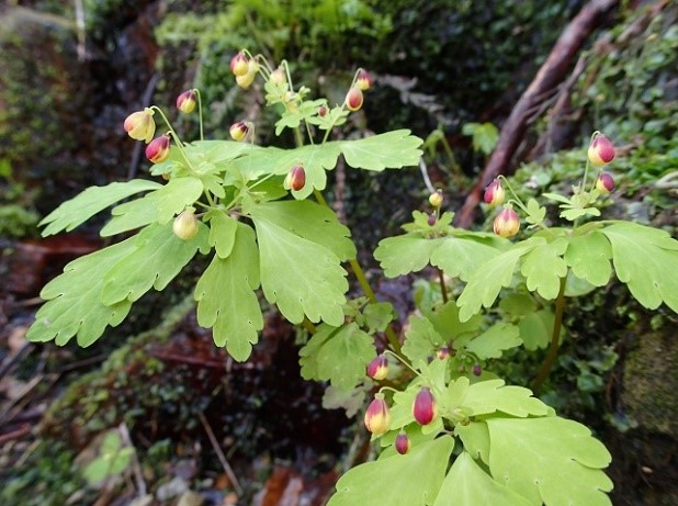 早春の花と食べられる野草ハイキング Tabitaiken 金沢 加賀 能登の自然や人 暮らしにふれる ちいさな旅と体験プログラム